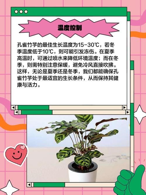孔雀竹芋的寓意？孔雀竹芋的寓意及象征意义？-第2张图片-优品飞百科