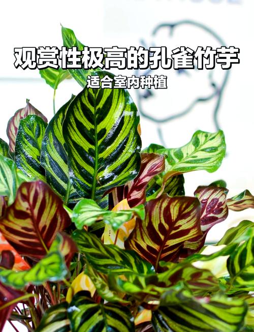 孔雀竹芋的寓意？孔雀竹芋的寓意及象征意义？-第3张图片-优品飞百科