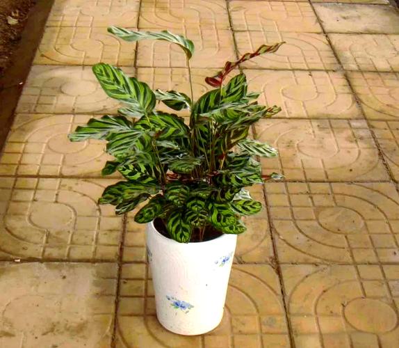 孔雀竹芋的寓意？孔雀竹芋的寓意及象征意义？-第5张图片-优品飞百科