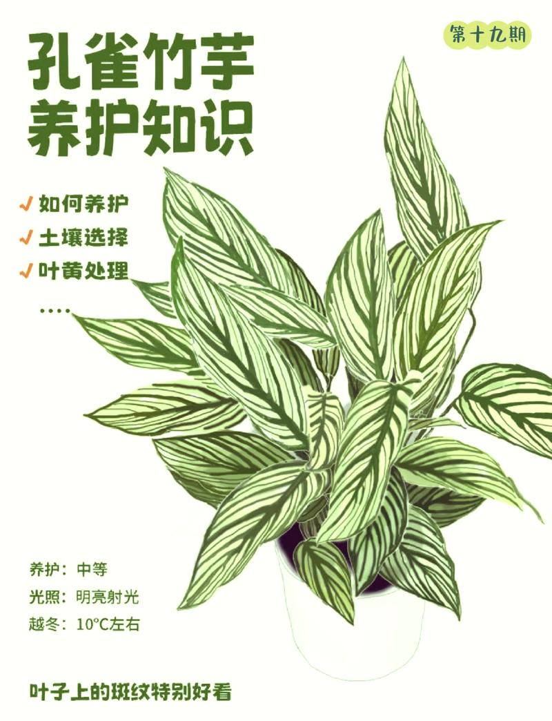 孔雀竹芋的寓意？孔雀竹芋的寓意及象征意义？-第6张图片-优品飞百科