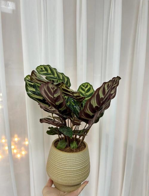 孔雀竹芋的寓意？孔雀竹芋的寓意及象征意义？-第7张图片-优品飞百科