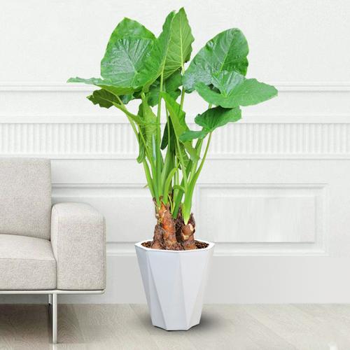 滴水观音有什么好处，滴水观音有什么寓意吗-第3张图片-优品飞百科