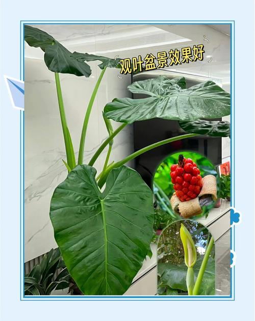 滴水观音有什么好处，滴水观音有什么寓意吗-第4张图片-优品飞百科