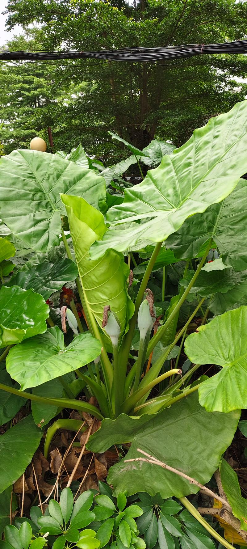 滴水观音有什么好处，滴水观音有什么寓意吗-第5张图片-优品飞百科