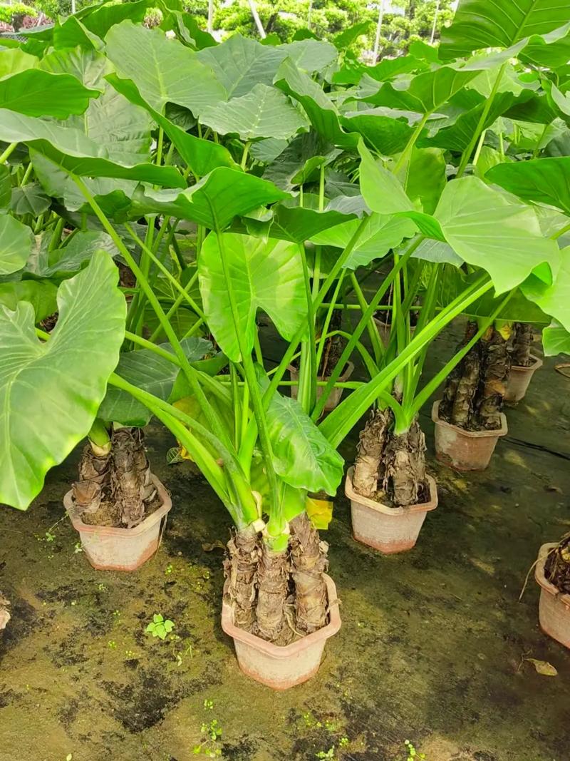 滴水观音有什么好处，滴水观音有什么寓意吗-第8张图片-优品飞百科