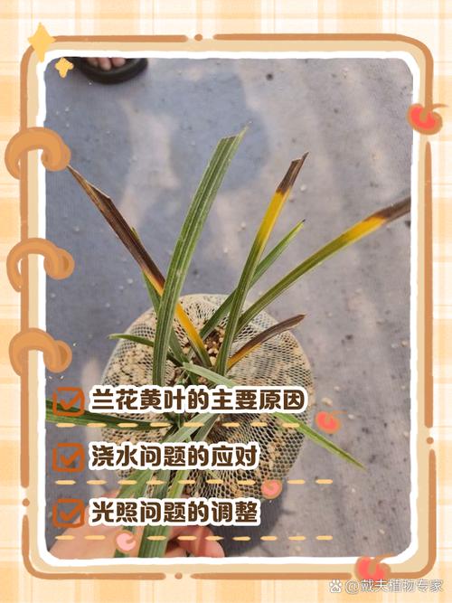 兰花叶子发皱是怎么回事，如何挽救？兰花叶子起皱怎么办？