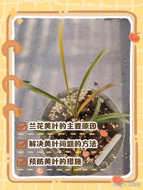 兰花叶子发皱是怎么回事，如何挽救？兰花叶子起皱怎么办？-第2张图片-优品飞百科