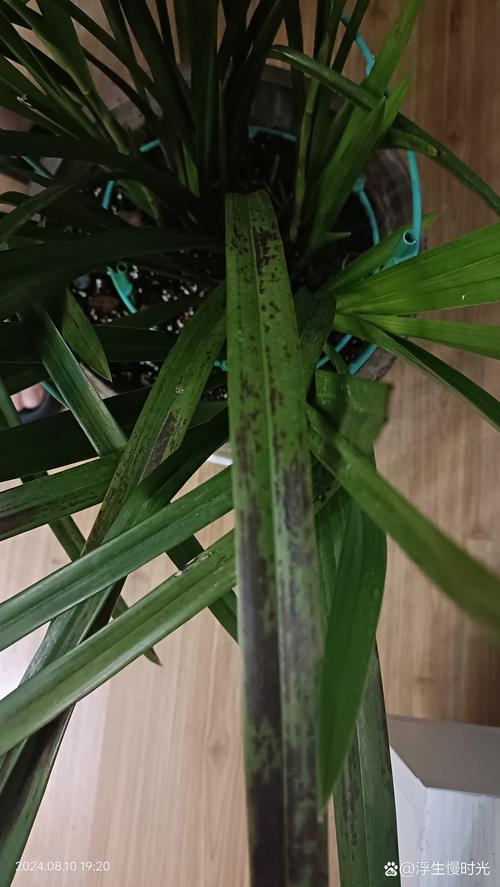 兰花叶子发皱是怎么回事，如何挽救？兰花叶子起皱怎么办？-第3张图片-优品飞百科