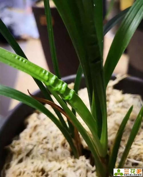 兰花叶子发皱是怎么回事，如何挽救？兰花叶子起皱怎么办？-第4张图片-优品飞百科