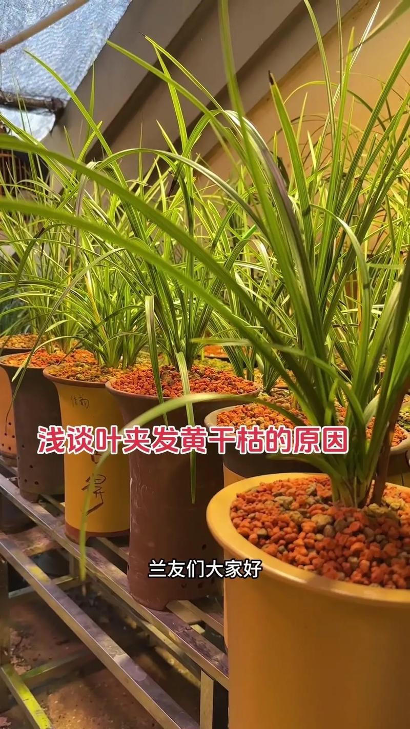 兰花叶子发皱是怎么回事，如何挽救？兰花叶子起皱怎么办？-第5张图片-优品飞百科