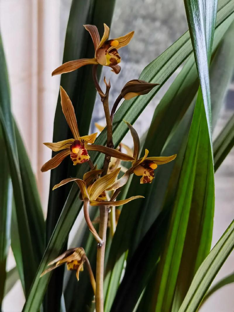 兰花叶子发皱是怎么回事，如何挽救？兰花叶子起皱怎么办？-第6张图片-优品飞百科