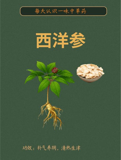 西洋参的功效与作用？西洋参的功效与作用和适用人群？-第4张图片-优品飞百科