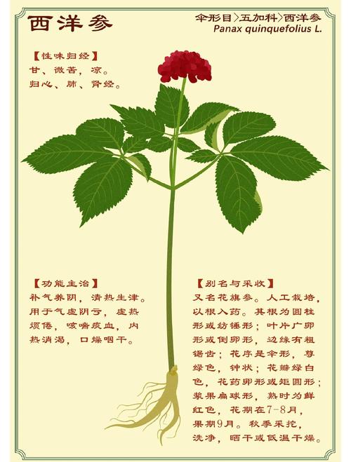 西洋参的功效与作用？西洋参的功效与作用和适用人群？-第5张图片-优品飞百科