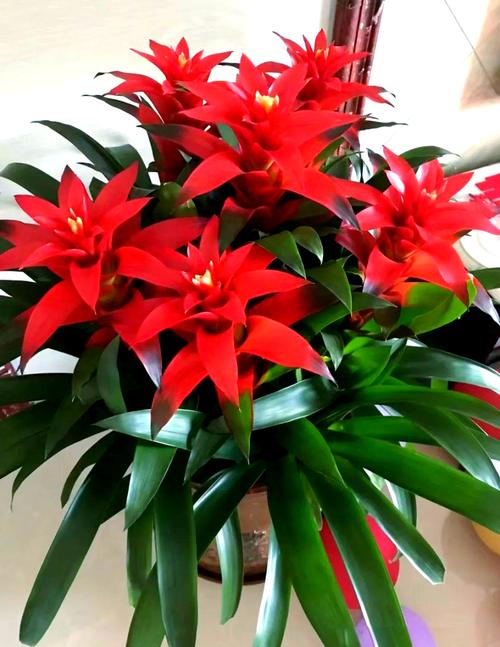 镇宅的花卉绿植有哪些，镇宅的花卉绿植有哪些室内植物？