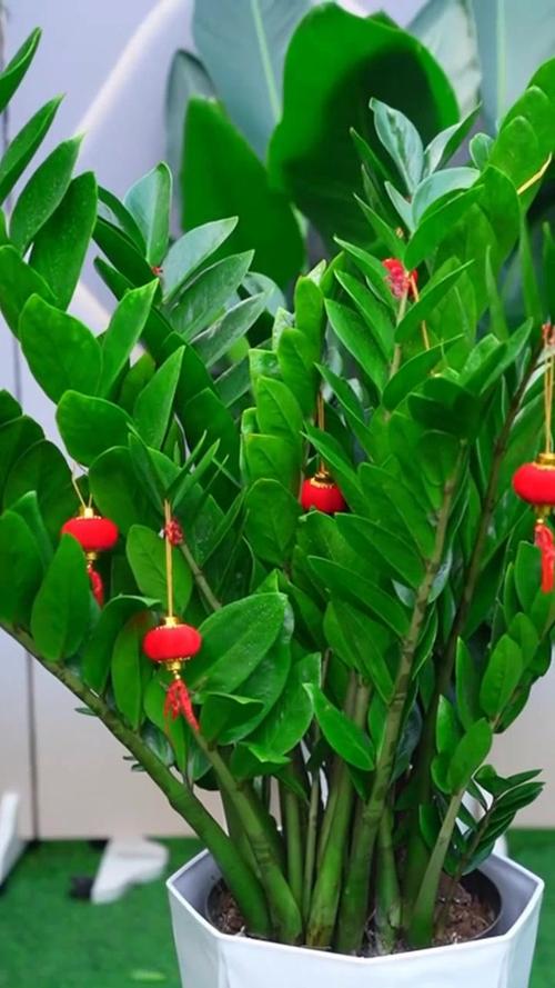 镇宅的花卉绿植有哪些，镇宅的花卉绿植有哪些室内植物？-第2张图片-优品飞百科