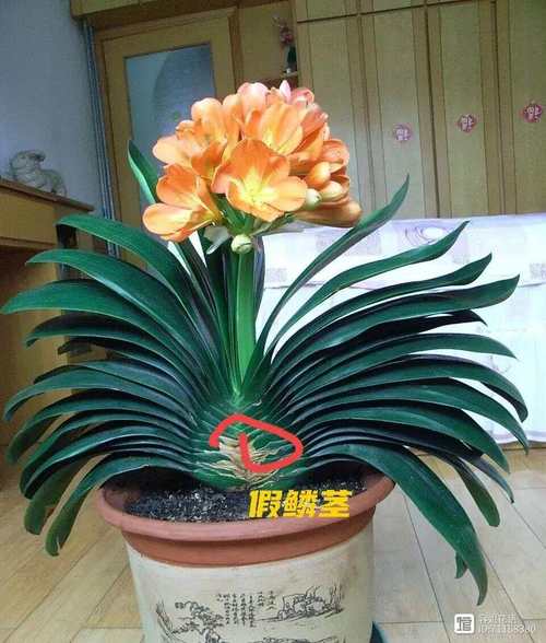 镇宅的花卉绿植有哪些，镇宅的花卉绿植有哪些室内植物？-第3张图片-优品飞百科