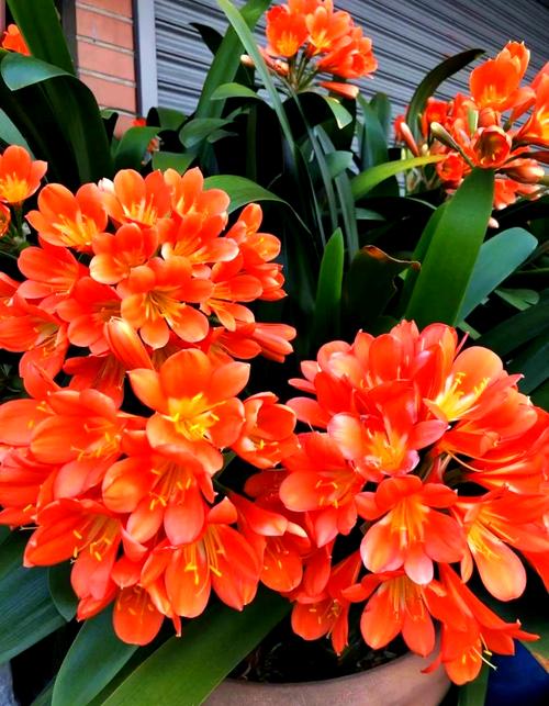 镇宅的花卉绿植有哪些，镇宅的花卉绿植有哪些室内植物？-第4张图片-优品飞百科