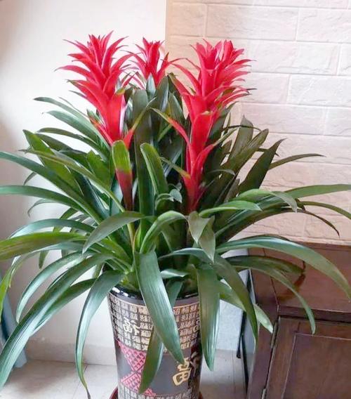 镇宅的花卉绿植有哪些，镇宅的花卉绿植有哪些室内植物？-第5张图片-优品飞百科