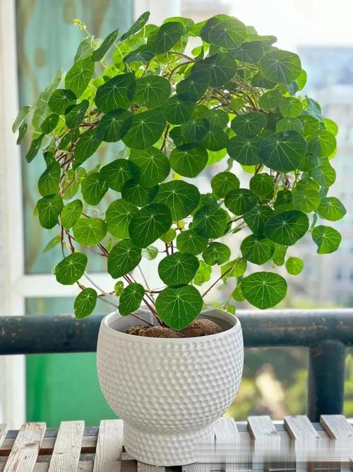 镇宅的花卉绿植有哪些，镇宅的花卉绿植有哪些室内植物？-第7张图片-优品飞百科