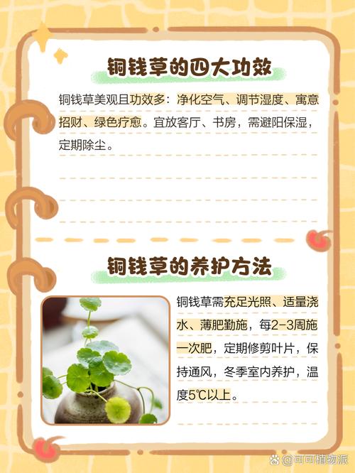 铜钱草的花语，铜钱草的寓意和象征风水