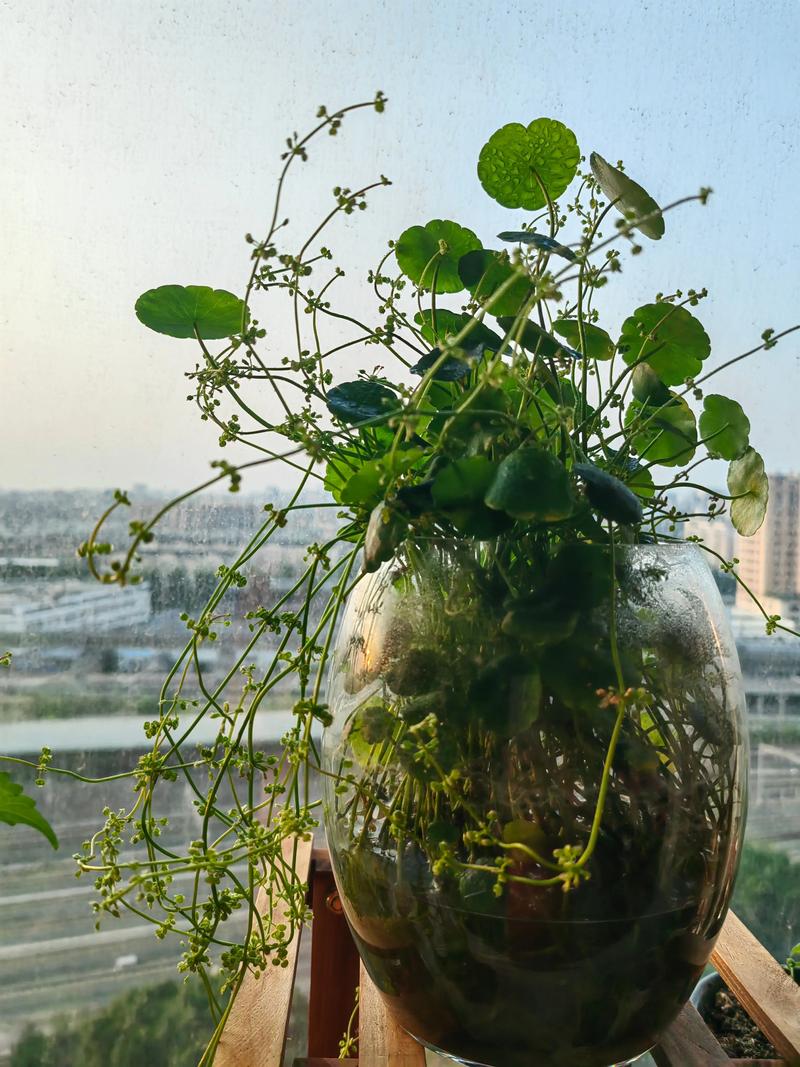 铜钱草的花语，铜钱草的寓意和象征风水-第2张图片-优品飞百科