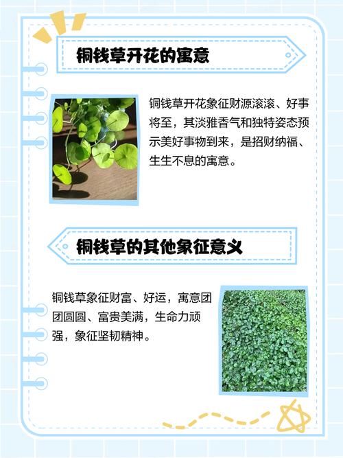 铜钱草的花语，铜钱草的寓意和象征风水-第3张图片-优品飞百科