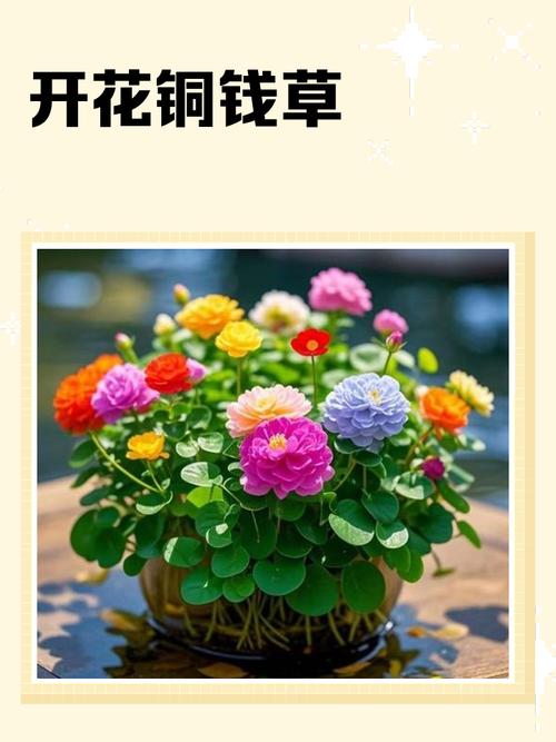 铜钱草的花语，铜钱草的寓意和象征风水-第4张图片-优品飞百科