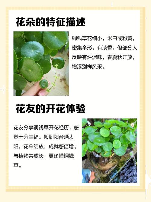 铜钱草的花语，铜钱草的寓意和象征风水-第5张图片-优品飞百科