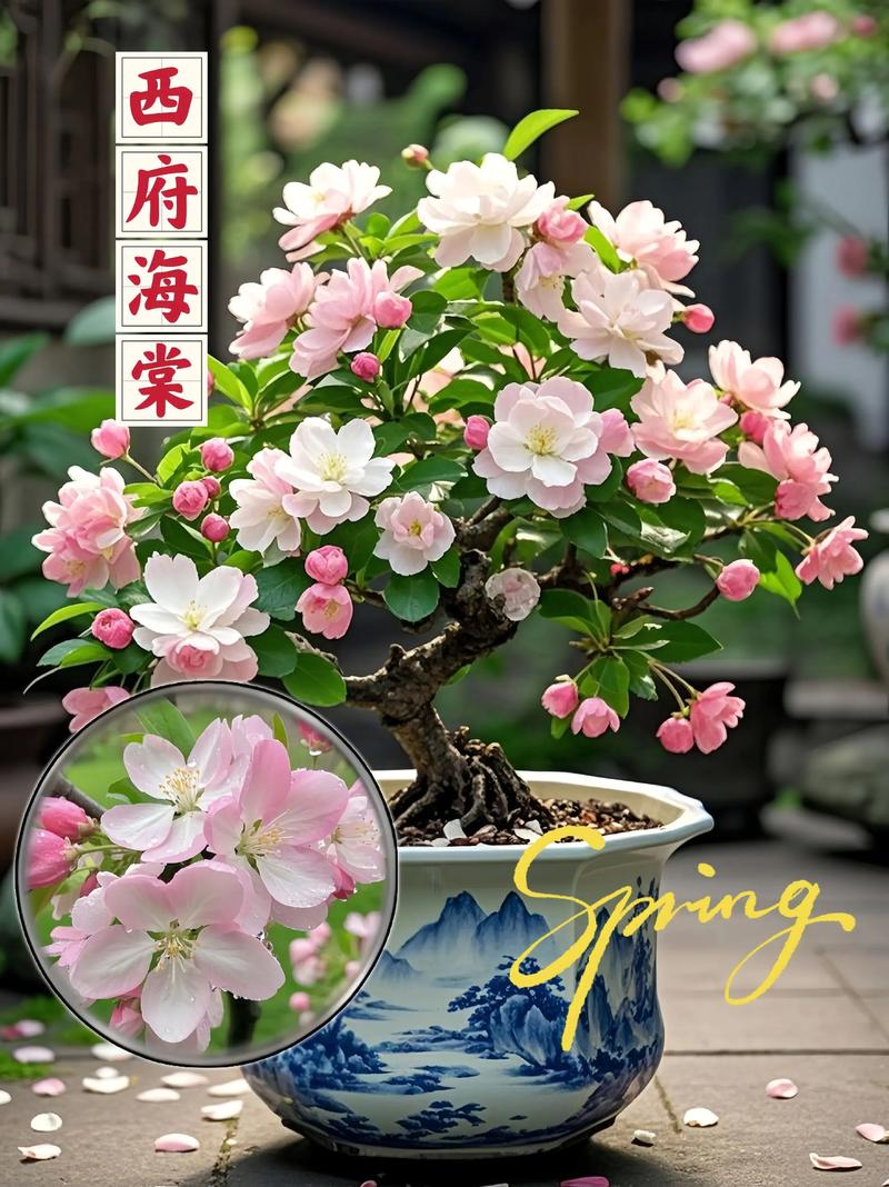 西府海棠费用，西府海棠图片？西府海棠百度百科？-第1张图片-优品飞百科