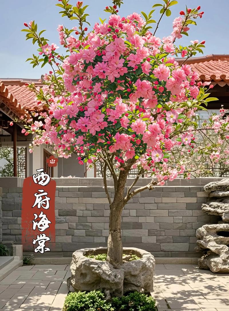 西府海棠费用，西府海棠图片？西府海棠百度百科？-第2张图片-优品飞百科