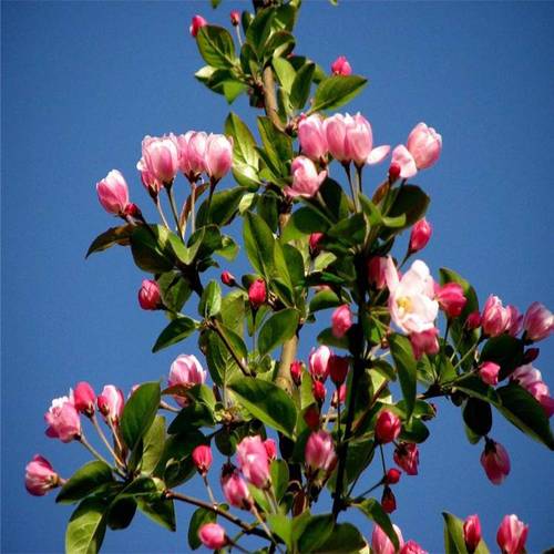 西府海棠费用，西府海棠图片？西府海棠百度百科？-第3张图片-优品飞百科