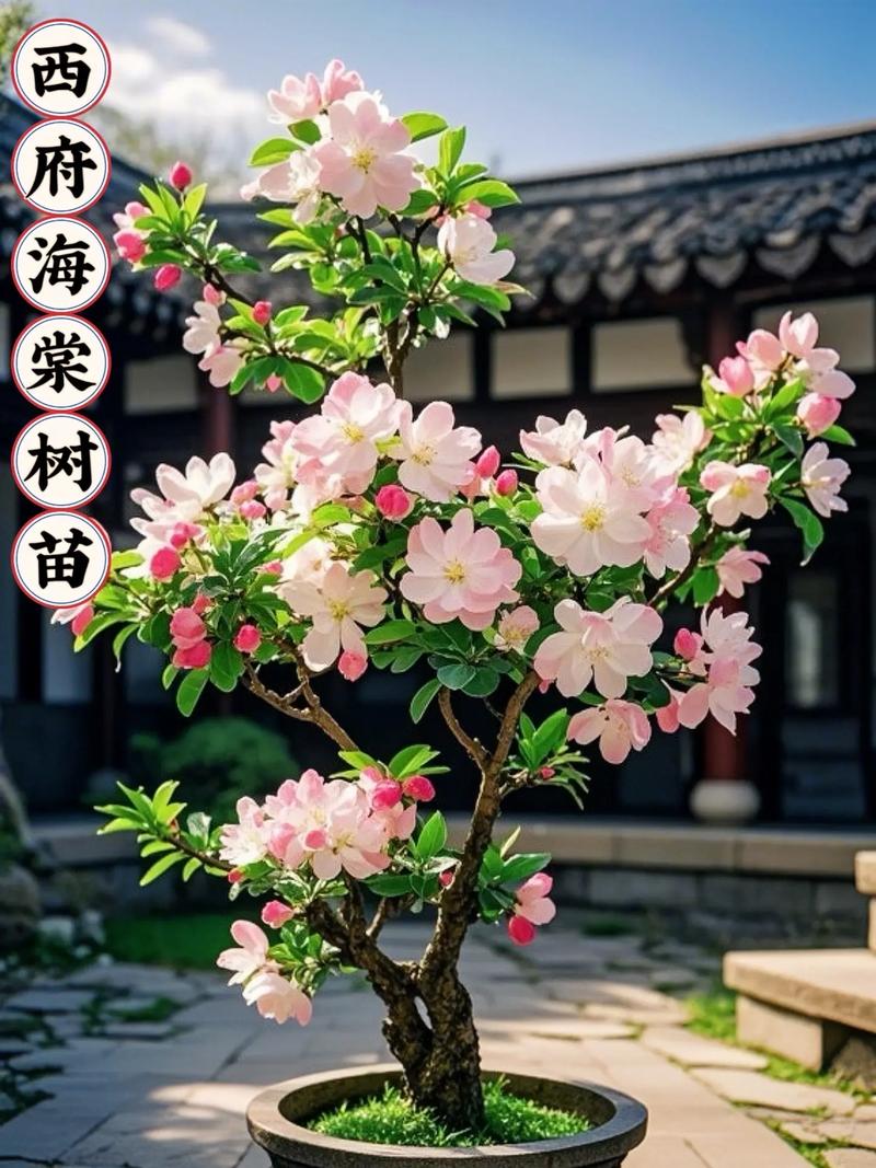 西府海棠费用，西府海棠图片？西府海棠百度百科？-第6张图片-优品飞百科