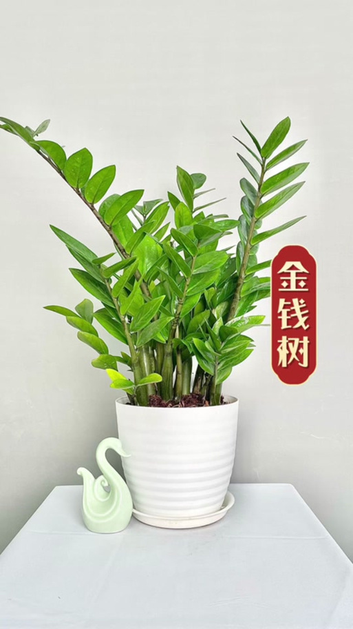 最旺入门玄关植物，最旺入门玄关植物种类