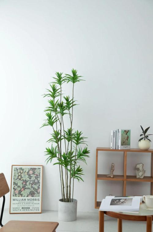 最旺入门玄关植物,最旺入门玄关植物种类-第3张图片-优品飞百科 最旺入门玄关植物,最旺入门玄关植物种类-第3张图片-优品飞百科