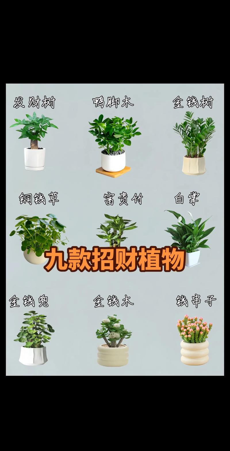 最旺入门玄关植物,最旺入门玄关植物种类-第6张图片-优品飞百科 最旺入门玄关植物,最旺入门玄关植物种类-第6张图片-优品飞百科