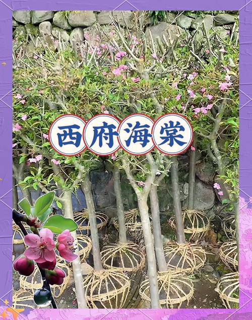 西府海棠的价值有哪些，西府海棠介绍？-第1张图片-优品飞百科