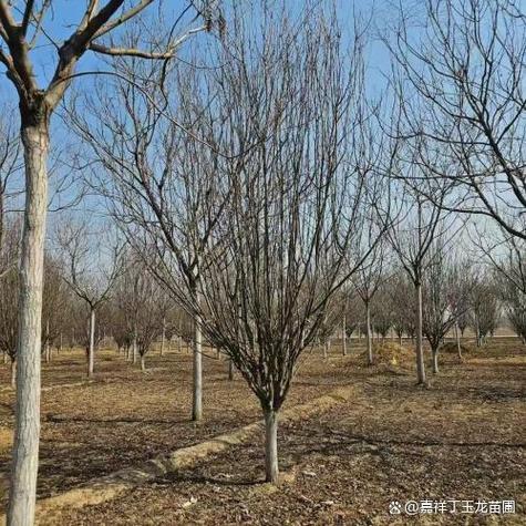 西府海棠的价值有哪些，西府海棠介绍？-第2张图片-优品飞百科