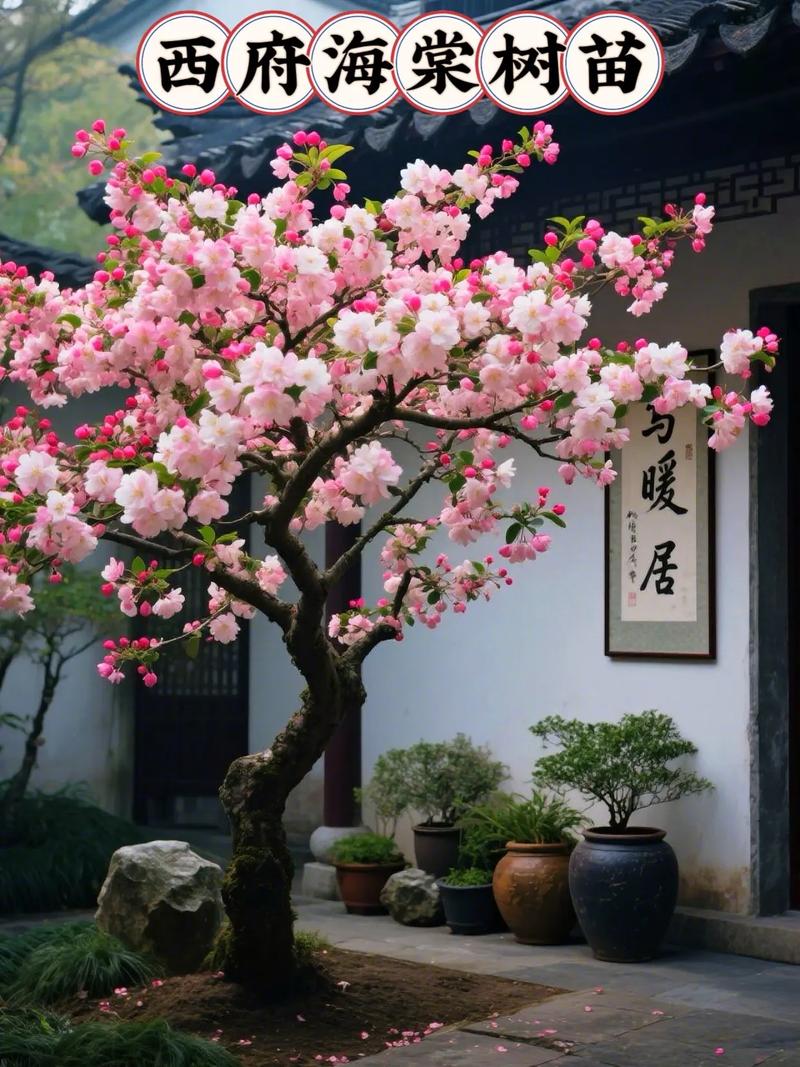 西府海棠的价值有哪些，西府海棠介绍？-第3张图片-优品飞百科