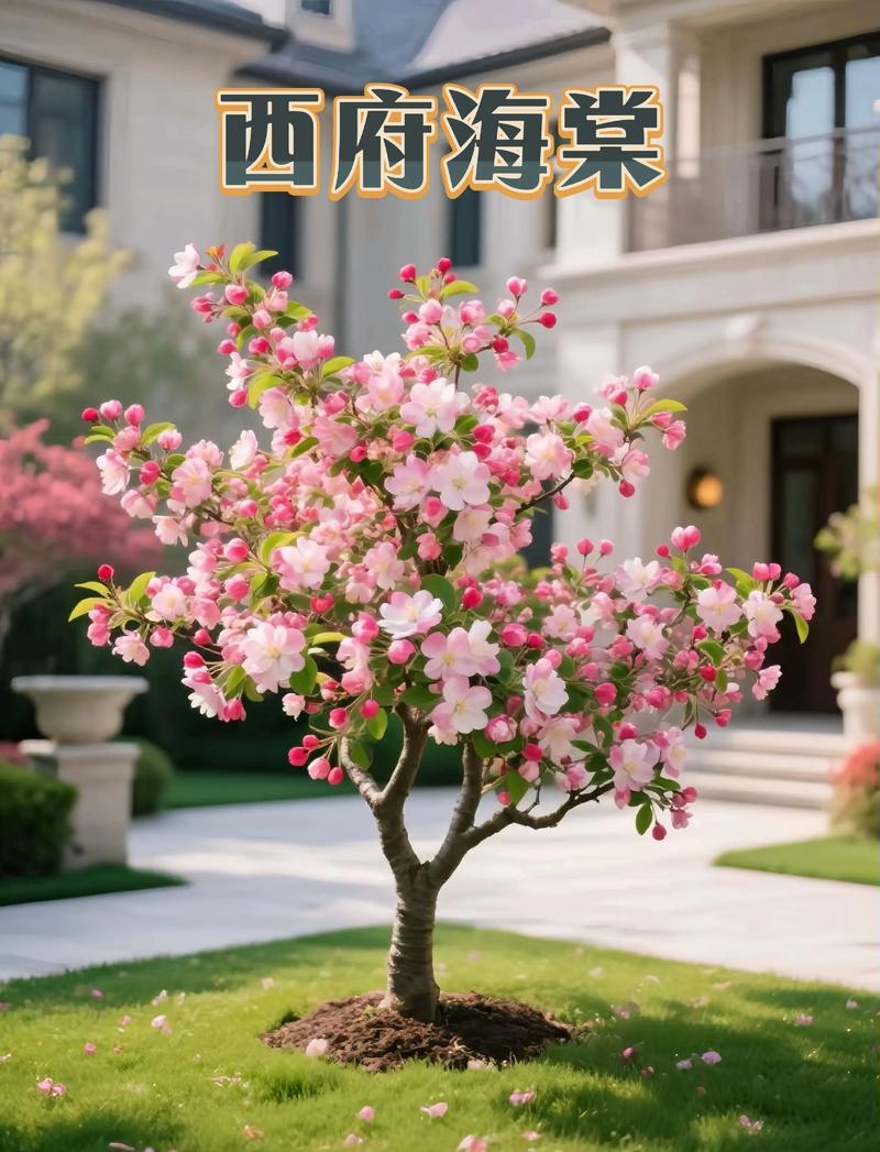 西府海棠的价值有哪些，西府海棠介绍？-第4张图片-优品飞百科