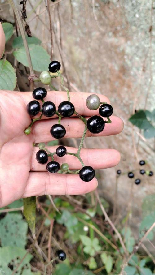 络石的功效和作用,络石别名-第1张图片-优品飞百科 络石的功效和作用,络石别名-第1张图片-优品飞百科