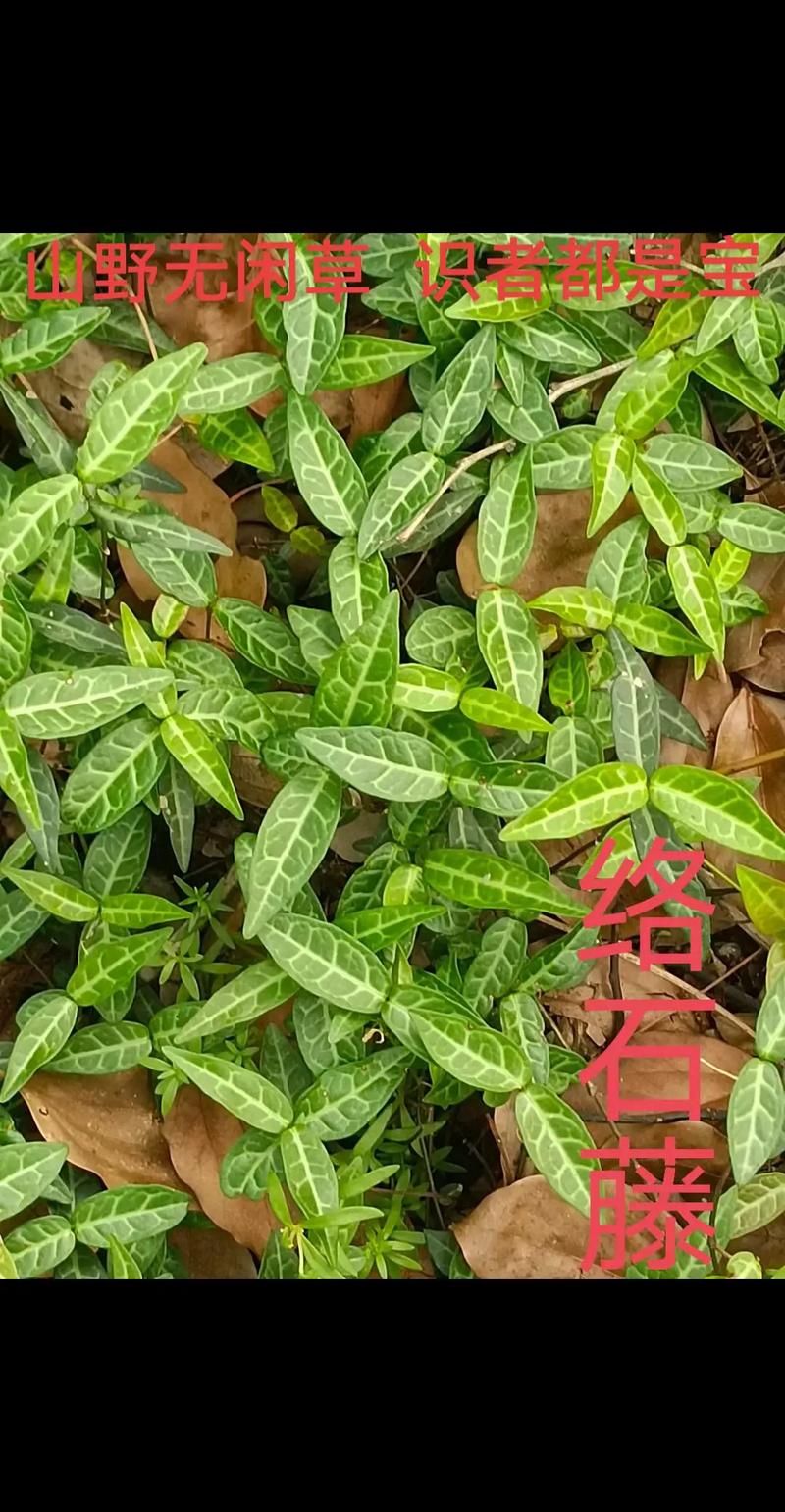 络石的功效和作用,络石别名-第2张图片-优品飞百科 络石的功效和作用,络石别名-第2张图片-优品飞百科