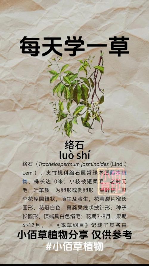 络石的功效和作用,络石别名-第3张图片-优品飞百科 络石的功效和作用,络石别名-第3张图片-优品飞百科