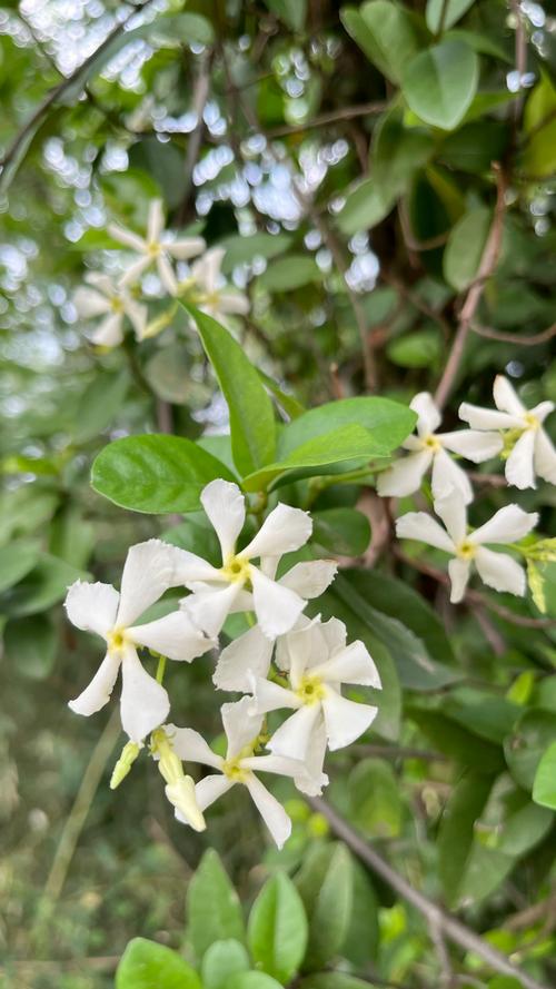 络石的功效和作用,络石别名-第4张图片-优品飞百科 络石的功效和作用,络石别名-第4张图片-优品飞百科