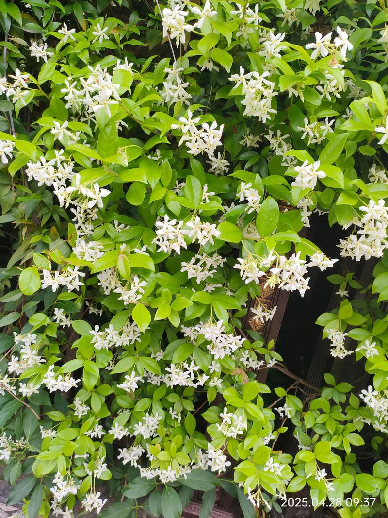 络石的功效和作用,络石别名-第5张图片-优品飞百科 络石的功效和作用,络石别名-第5张图片-优品飞百科