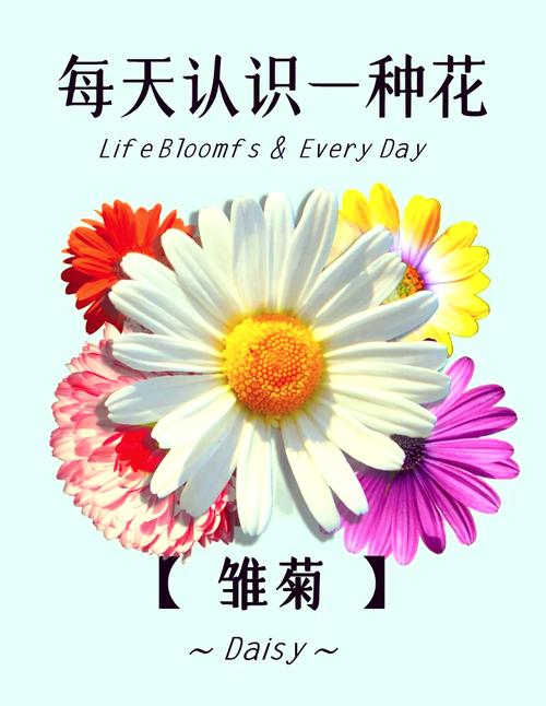 雏菊是什么意思，是送给死去的人吗？雏菊是指？-第1张图片-优品飞百科