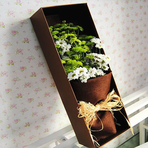 雏菊是什么意思，是送给死去的人吗？雏菊是指？-第2张图片-优品飞百科