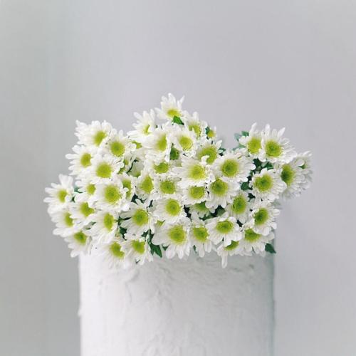 雏菊是什么意思，是送给死去的人吗？雏菊是指？-第5张图片-优品飞百科