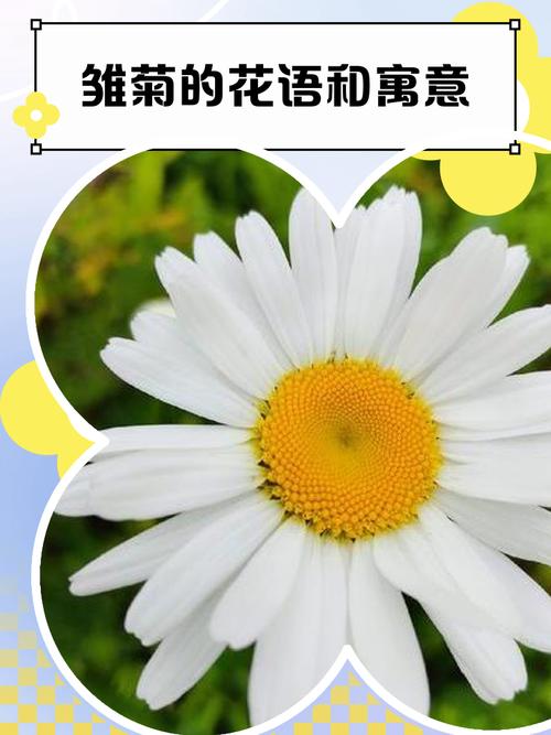 雏菊是什么意思，是送给死去的人吗？雏菊是指？-第7张图片-优品飞百科