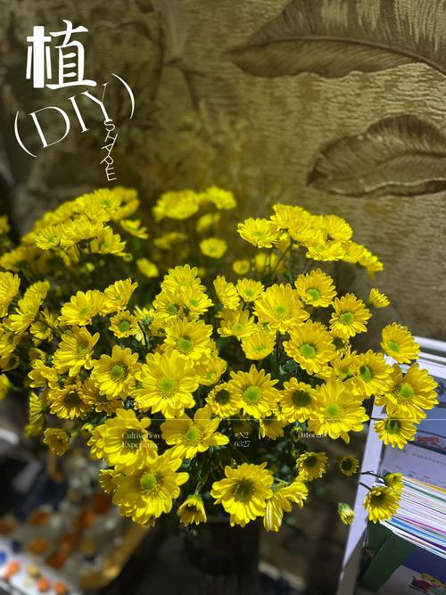 雏菊是什么意思，是送给死去的人吗？雏菊是指？-第8张图片-优品飞百科