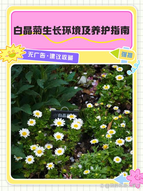 白晶菊有什么作用,白晶菊好养活吗-第1张图片-优品飞百科 白晶菊有什么作用,白晶菊好养活吗-第1张图片-优品飞百科